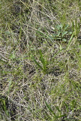Colchicum bulbocodium versicolor