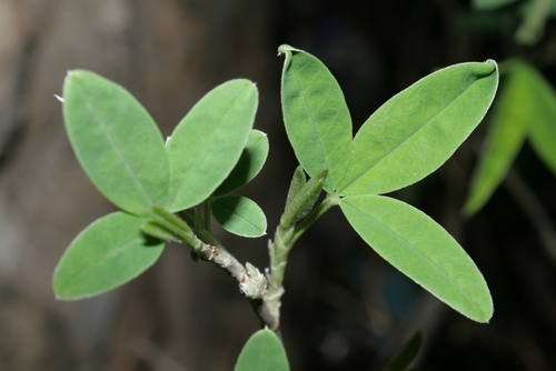 Anagyris foetida image