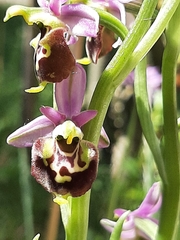 Ophrys × minuticauda