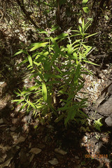 Pimelea longifolia