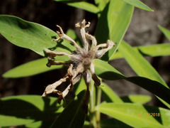Pimelea longifolia