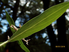 Pimelea longifolia