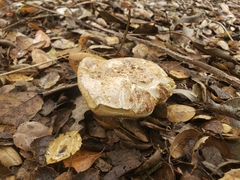 Boletus barrowsii