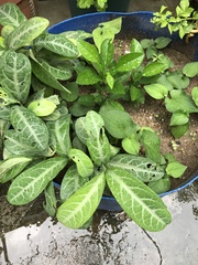 Breynia spatulifolia