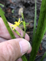 Hypoxis curtissii