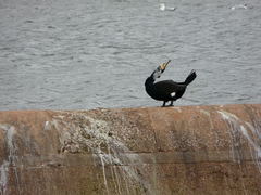 Phalacrocorax carbo