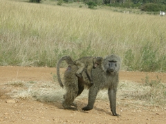 Olive Baboon photo 5