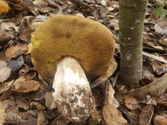 Boletus barrowsii