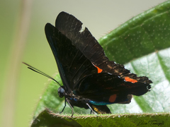 Ancyluris meliboeus