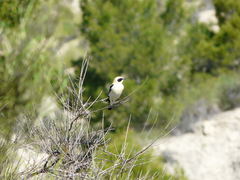 Oenanthe hispanica