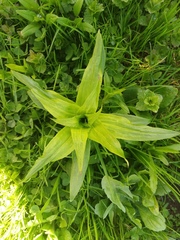 Gentiana cruciata