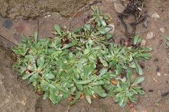 Image of Limonium gougetianum