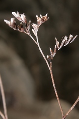 Limonium gougetianum image