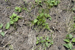 Colchicum bulbocodium versicolor