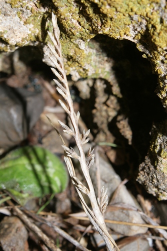 Catapodium balearicum image