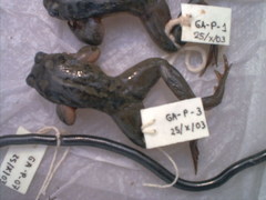 Leptotyphlopidae