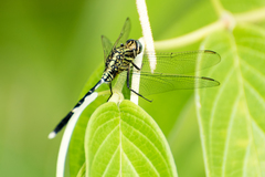 Orthetrum sabina