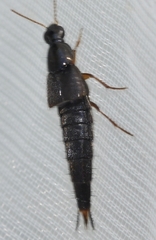 Raphirus