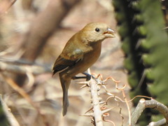 Passerina versicolor
