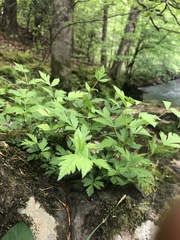 Xanthorhiza simplicissima