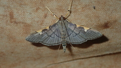 Omiodes simialis