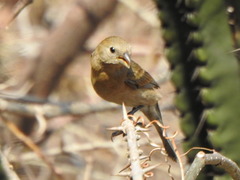 Passerina versicolor