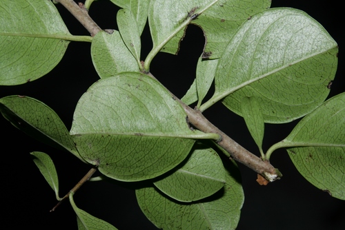 Rhamnus oleoides image