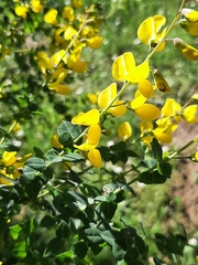 Cytisophyllum sessilifolium