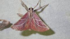 Pachypodistes goeldii