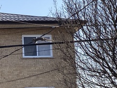 Sciurus carolinensis