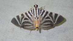 Spilomela perspicata