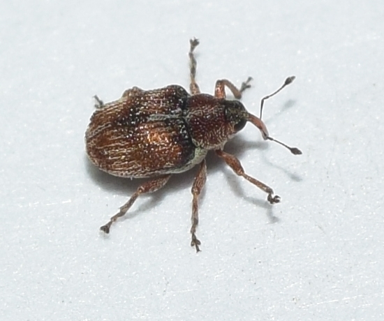 Paroxyonyx