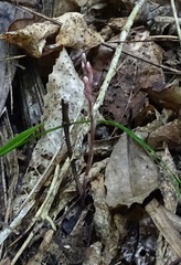 Danhatchia australis
