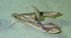 Agathodes designalis