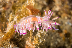 Coryphellina lotos