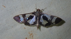 Desmia bajulalis