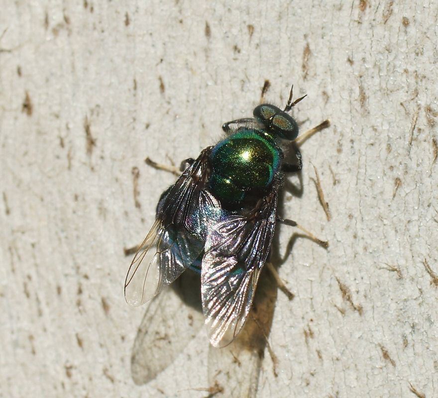 Antissinae
