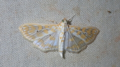 Leucochroma corope