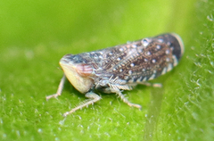 Scaphytopius frontalis