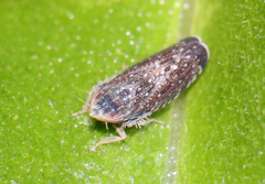 Scaphytopius frontalis