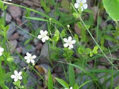 Moehringia lateriflora