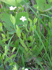Moehringia lateriflora