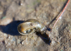 Lymnaeidae
