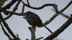 Synallaxis subpudica