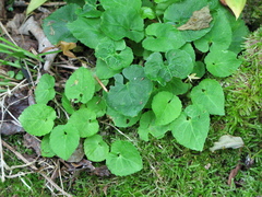 Viola selkirkii