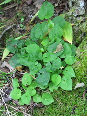 Viola selkirkii