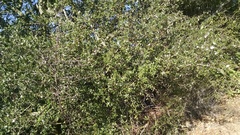 Ceanothus oliganthus sorediatus