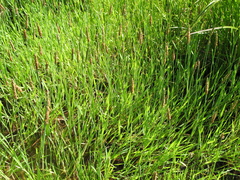 Alopecurus geniculatus