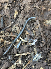 Archispirostreptus syriacus