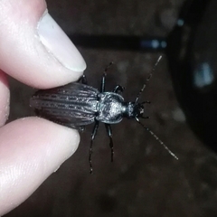 Carabus rugosus celtibericus
